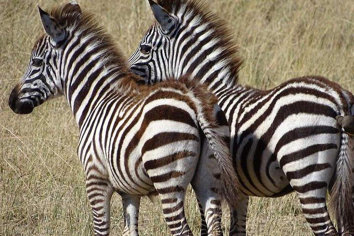 2 Days Africa Safari