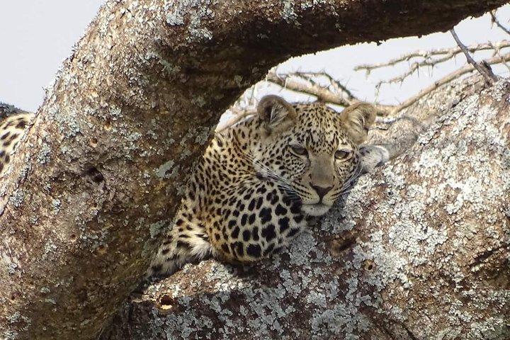 3 Days Tanzania Lodge Safari