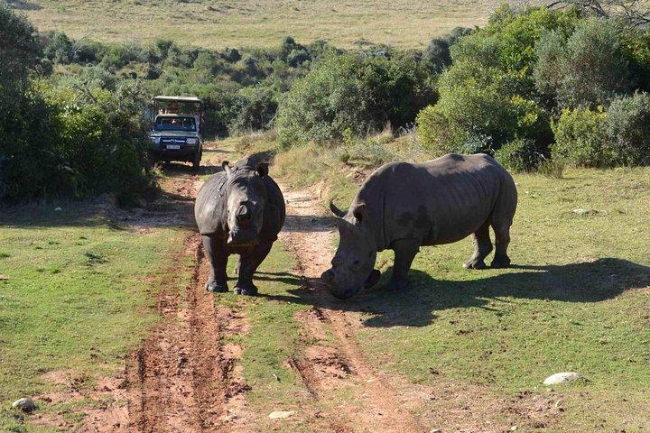 2 Day Wild Heart Western Cape Safari Tour with Private Transfers