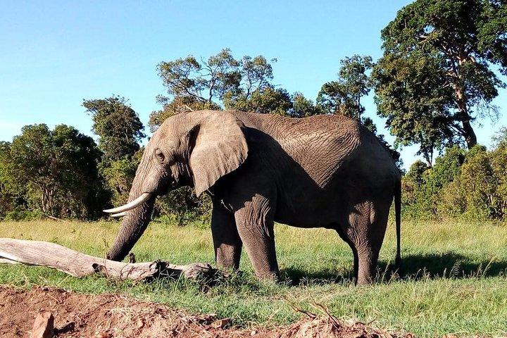 8 Day Safari: Best of Kenya & Tanzania