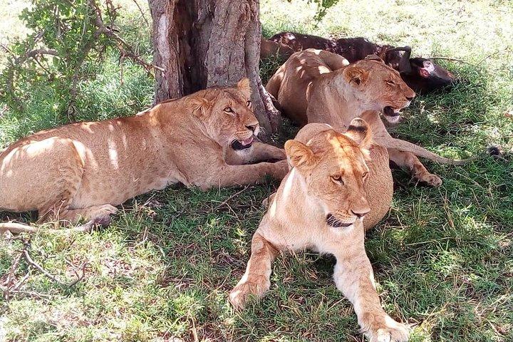8 Day Safari: Best of Kenya & Tanzania