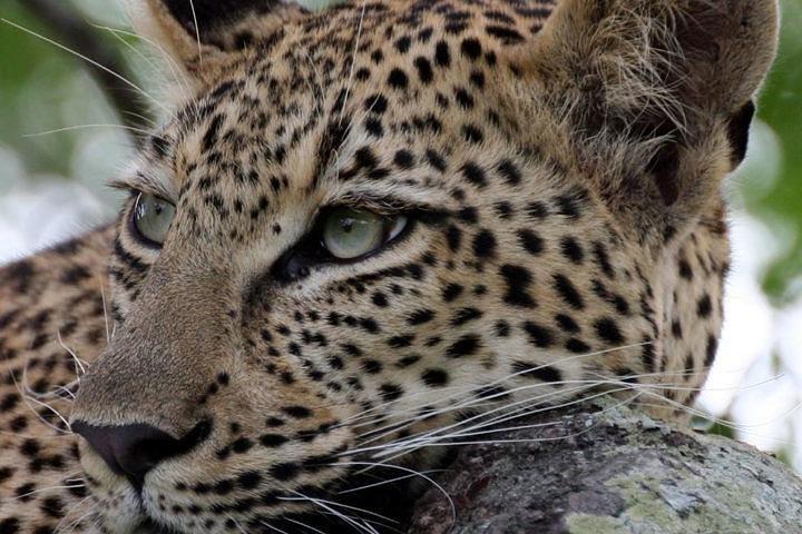 6 Days Safari to Tarangire, Ngorongoro, Lake Manyara & Serengeti