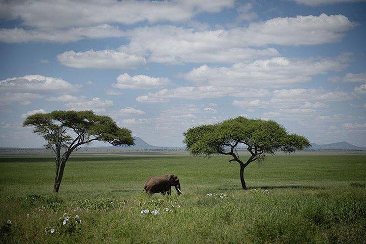 6 Days Safari to Tarangire, Ngorongoro, Lake Manyara & Serengeti