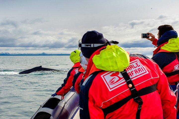 RIB Whale Watching Small-Group Boat Tour from Reykjavik