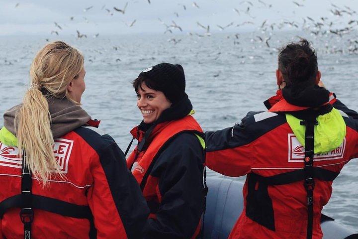 RIB Whale Watching Small-Group Boat Tour from Reykjavik