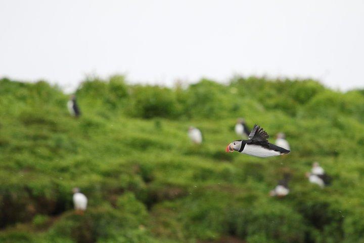 Premium Small-Group Puffin & Bird Watching tour from Reykjavík