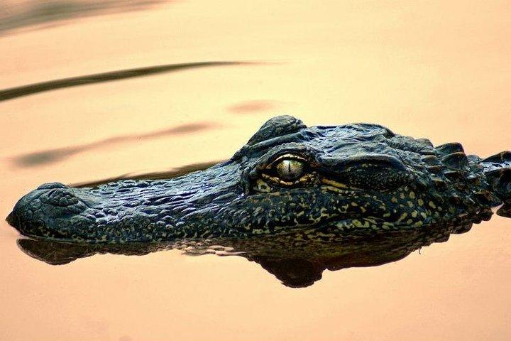 New Orleans Swamp Boat Tour with Shuttle Service