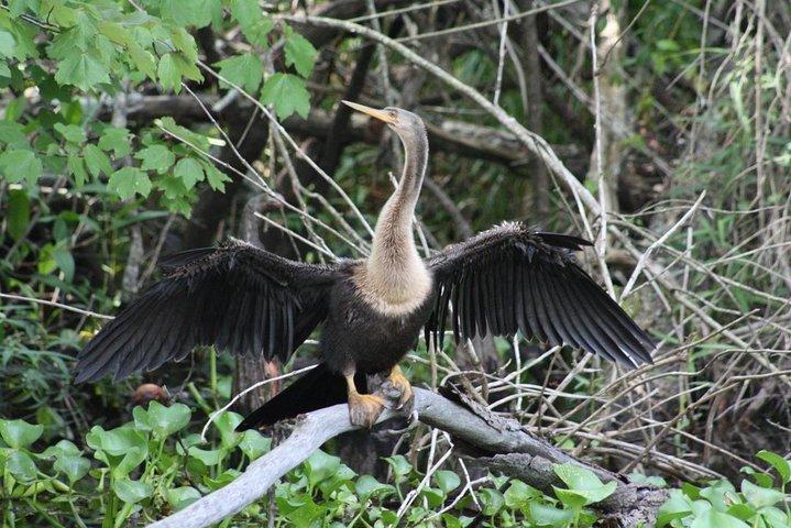 New Orleans Swamp Boat Tour with Shuttle Service