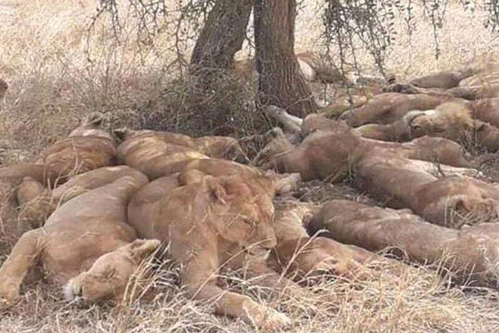 3 Days 2 Nights Safari to Mikumi National Parks by bus transfer
