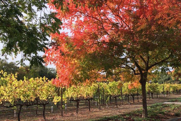 6 Hour Napa or Sonoma Valley Wine Tour by Private SUV