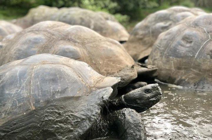 Meet a 150-Year-Old Giant Tortoise in the Galapagos Highlands