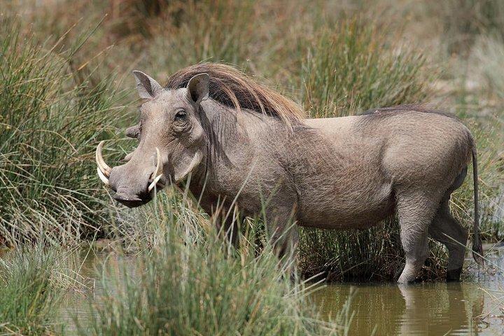 7 Days - Serengeti Wildebeest Migration Safari