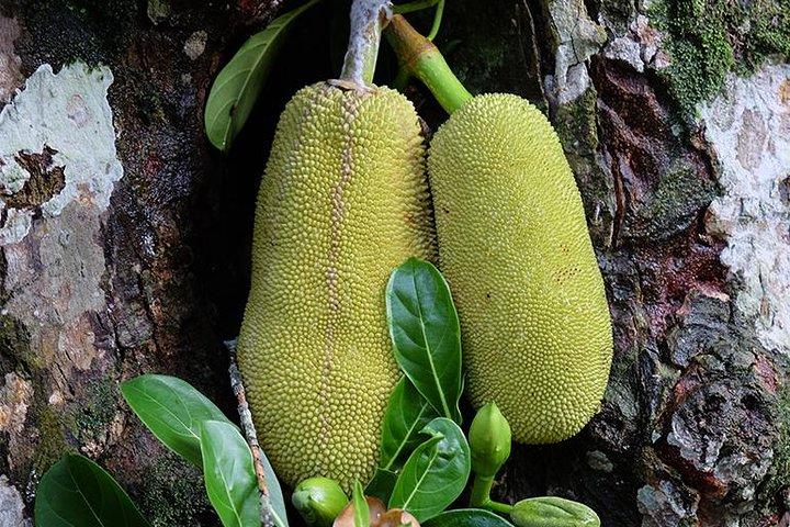 Spice Farm Tour -Half Day
