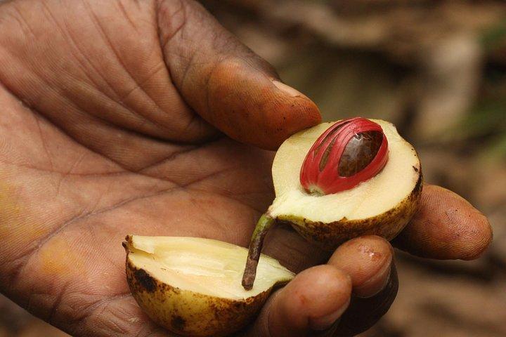 Spice Farm Tour -Half Day