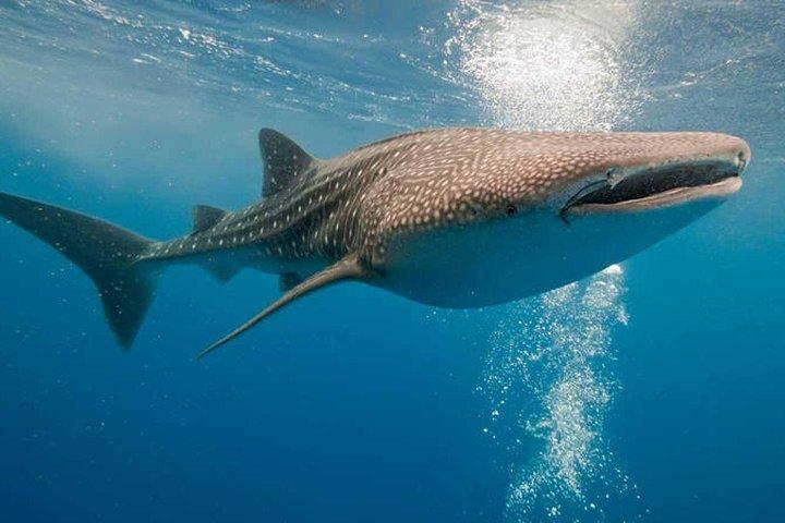 Whale Shark Snorkel Experience in Cancun and visit 2 islands