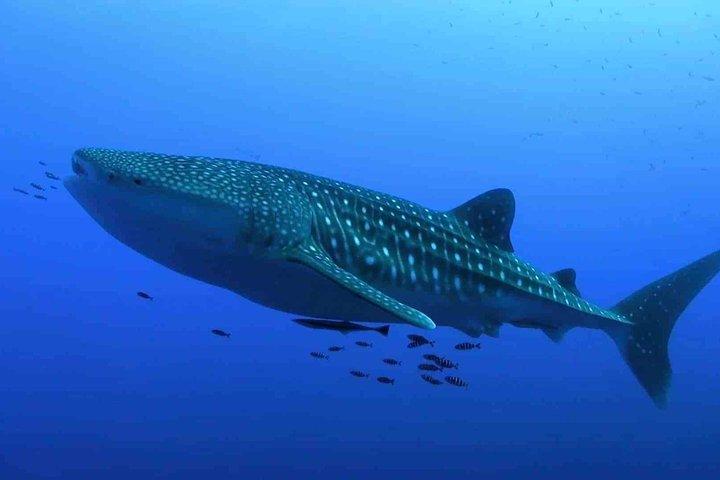 Whale Shark Encounter Experience in Cancun and visit Isla Mujeres