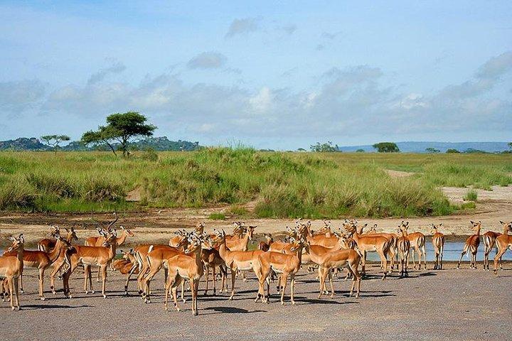 Arusha National Park Day Trip