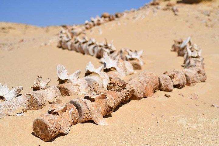 2 Days and 1 Night: Fayyom Oasis, Wadi El-Hitan & Wadi El-Rayyan