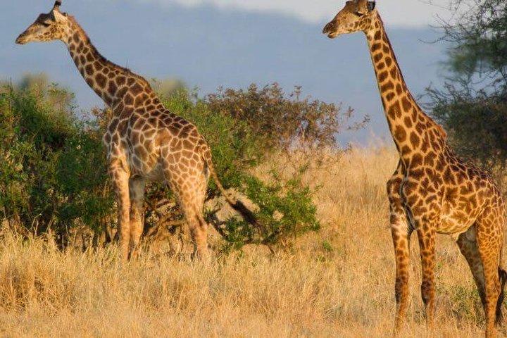 An Exclusive Tarangire Safari
