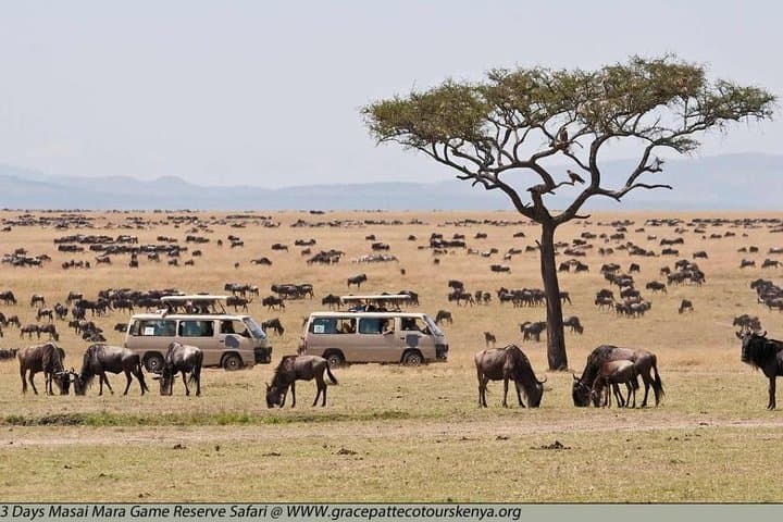 4 Days Masai Mara Lodge Safari on 4x4 Land Cruiser Jeep