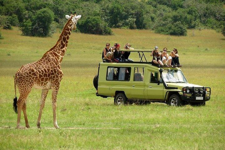 4 Days Masai Mara and Lake Nakuru Luxury Safari on 4x4 Jeep