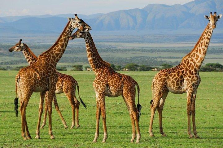 6Days Amboseli, Lake Nakuru and Masai Mara Camping Safari on Jeep