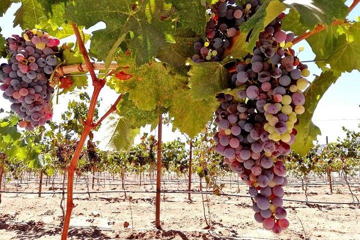 Tourist guide in the Wine Country (Valle de Guadalupe) Ensenada