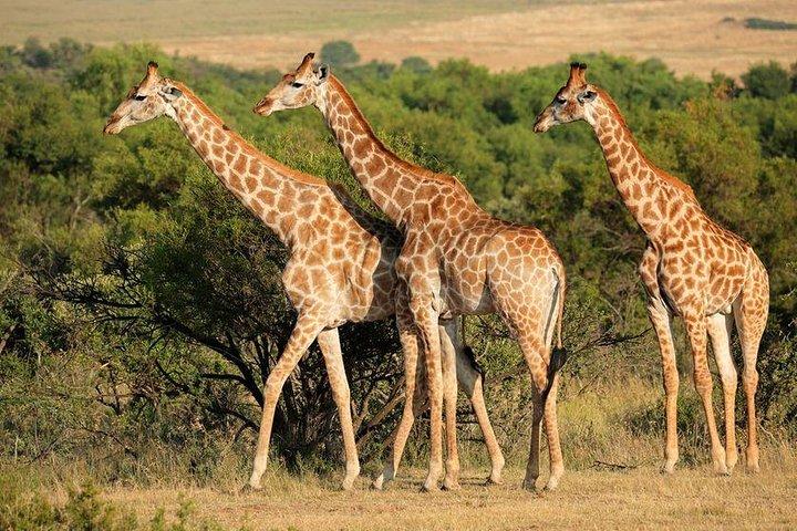 6 Days Safari to Tarangire, Ngorongoro, Lake Manyara & Serengeti