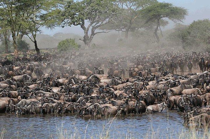 7 Days - Serengeti Wildebeest Migration Safari