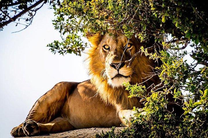 9 Days Kenya and Tanzania Wildlife Experience