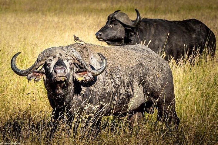 9 Days Kenya and Tanzania Wildlife Experience