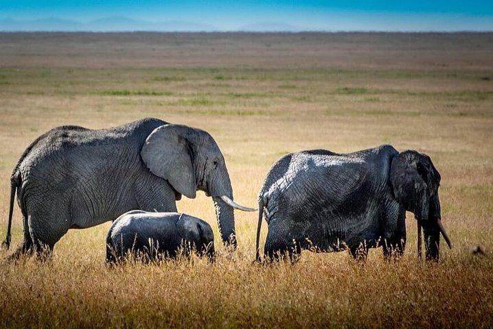 9 Days Kenya and Tanzania Wildlife Experience