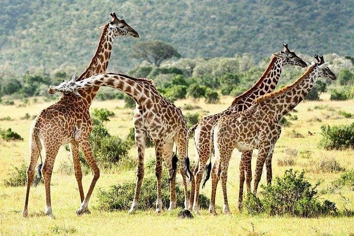 9-Days Discover Kenya Private Safari