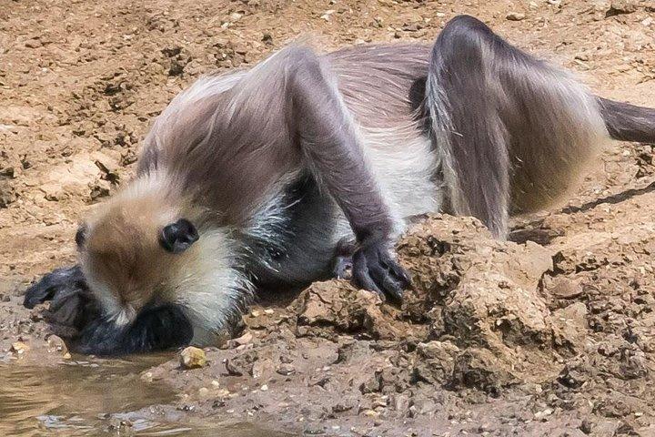 Private Day Trip to Yala National Park
