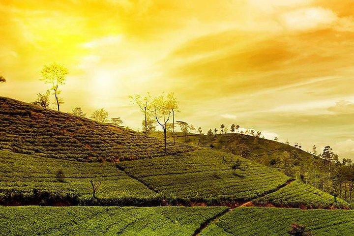 Kandy Nuwaraeliya 02 Days Tour From Colombo or Negombo