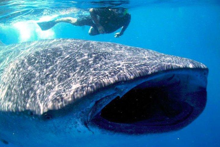 Whale Shark Experience Lifetime Memory in Cancun (snack included)
