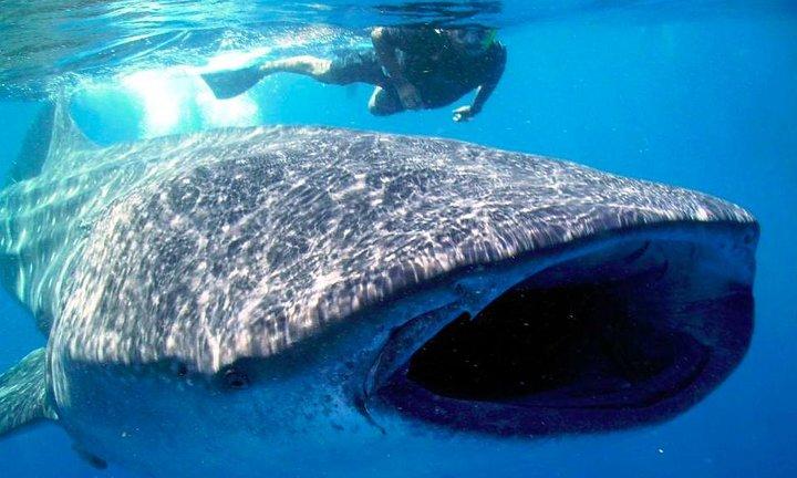 Whale Shark Encounter Experience in Cancun and visit Isla Mujeres