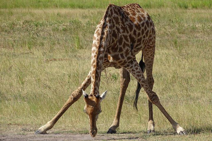 Game Drive & Rhino Safari Exp - up to 3 hrs long - MIN 2 PEOPLE