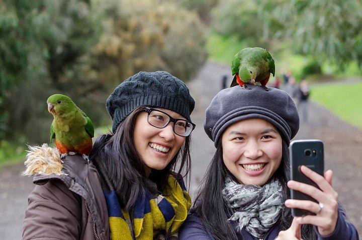 Great Ocean Road, 12 Apostles, Rainforest & Morning Tea-Melbourne