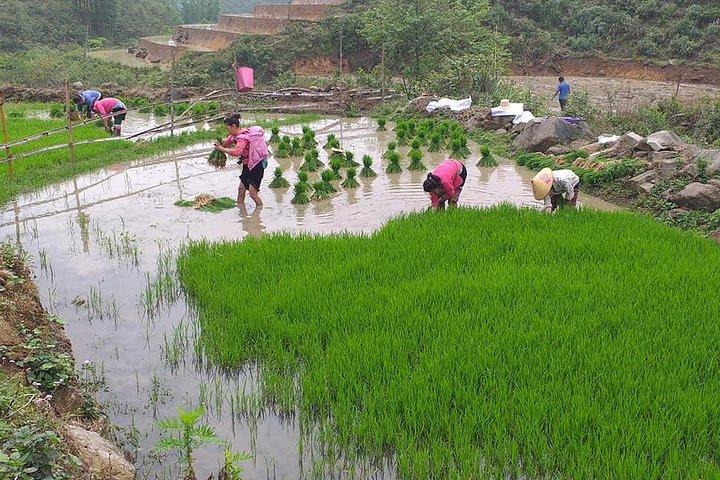 From Sapa: 2-Day Trek Through Authentic Villages in North - Sapa
