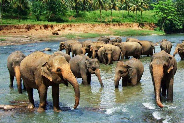 Pinnawala and Kandy Day Tour from Colombo or Negombo