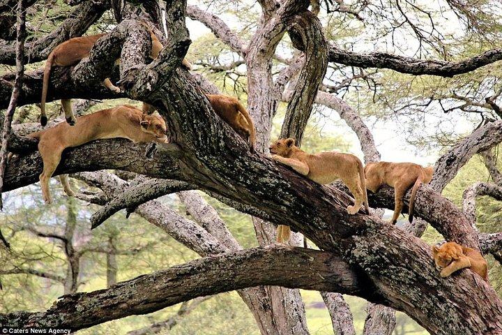 Lake Manyara National Park Full-Day Tour from Arusha