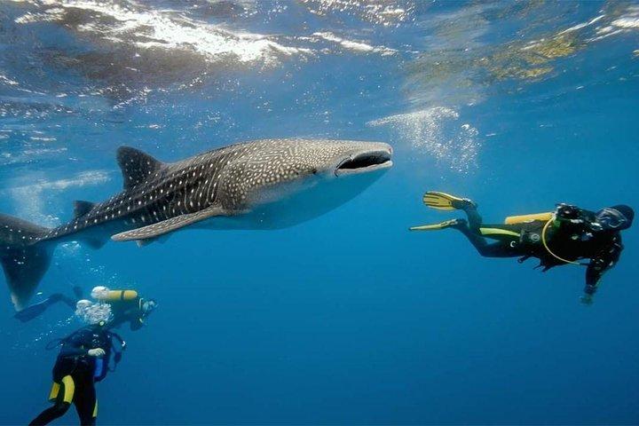 Whale Shark Watching and Sumilon Sandbar Private Tour Package