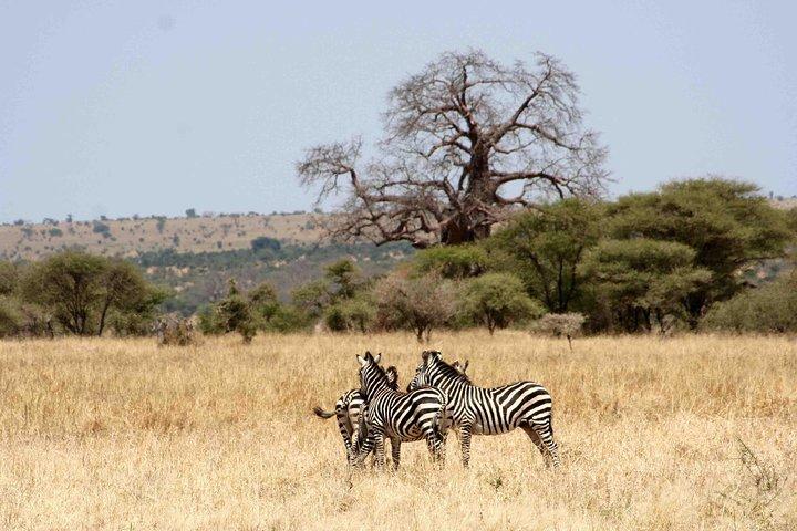 7-Day Glimpse of Northern Tanzania