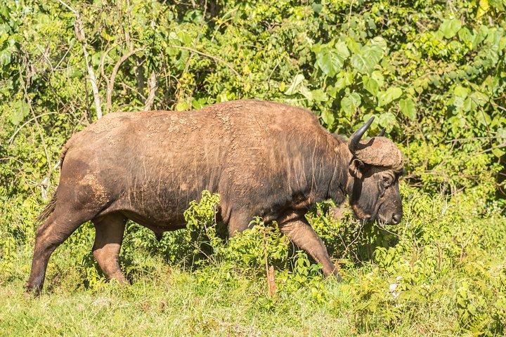 Aberdare National Park - Two Day Tour