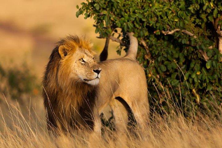 3 Days 2 nights Budget Safari Masai Mara