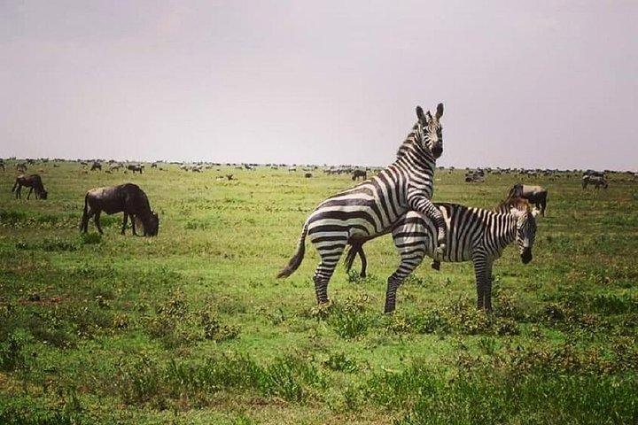Serengeti & Ngorongoro fly in safari