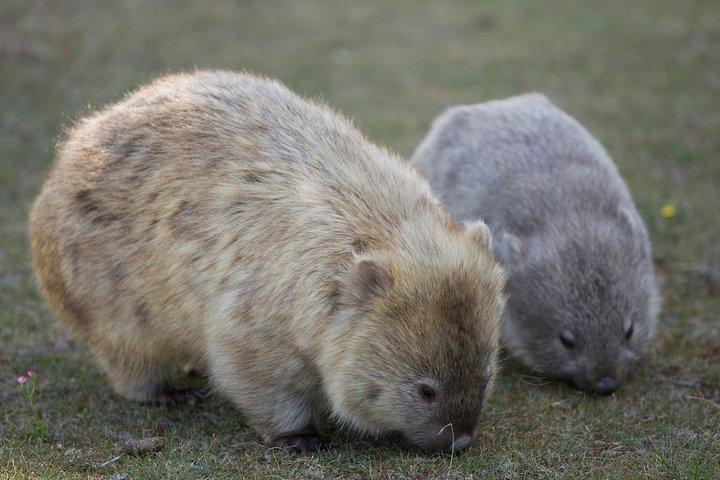 Hobart: Maria Island National Park, Nature & Wildlife active tour