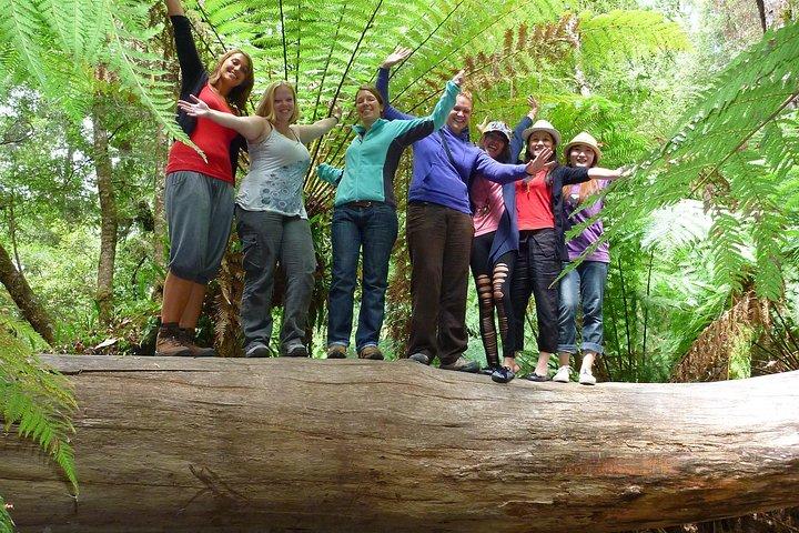 Hobart: Mt. Field, Mt Wellington & Wildlife - Active Day Tour