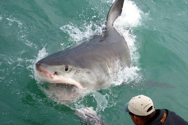SHARK CAGE DIVING and VIEWING (Incl. transfers from Cape Town)